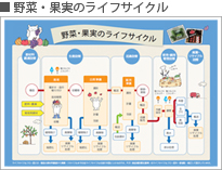野菜・果実のライフサイクル